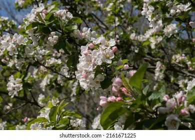 Crab Apple Blossom On A Tree In Spring