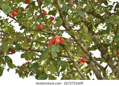 A crab apple tree with clusters of small, round fruits ripening to shades of red and orange among green leaves. The branches are covered with lichen. 