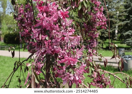 crab apple tree in full bloom in mid May