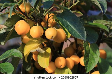 Crab Apple Tree In Sunny October