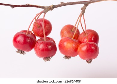  Crab Apple Twing