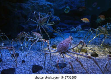 Crab in aquarium, Japan