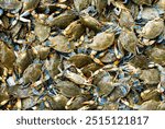 A crab background. The crab seafood concept. Portunus pelagicus, blue crabs, blue manna crabs. A fresh, raw flowers crabs. Seafood market. A background for a market or a restaurant menu.