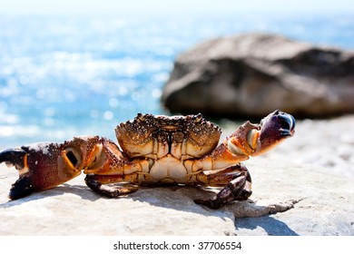 Crab basking in the sunshine with ocean in the background