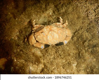 Crab With Black Pincers Taken In A Rock Pool In Goa.