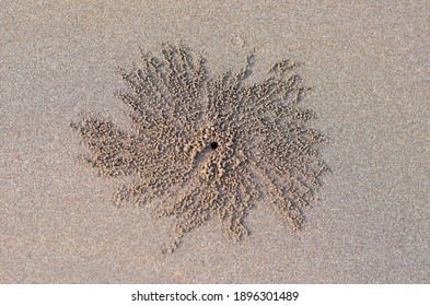 2,851 Burrowing crab Images, Stock Photos & Vectors | Shutterstock