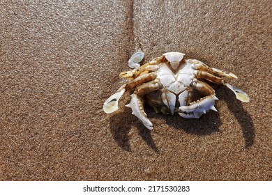 Crab Carapace On Sand Background. 