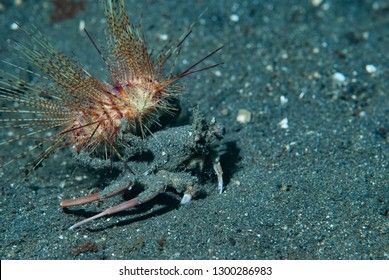 Crab Carrying A Sea Urchin