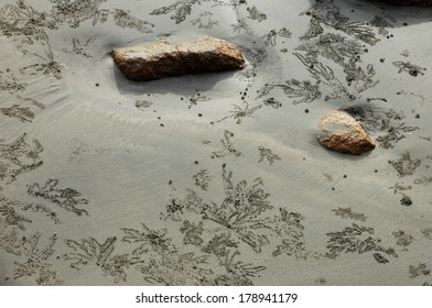 Crab Claw Marks On The Beach At Sekinchan, Malaysia