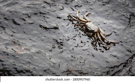 Crab And Crude Oil Spill On The Stone At The Beach