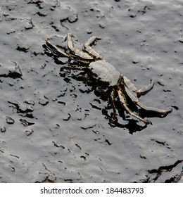 Crab And Crude Oil Spill On The Stone At The Beach, Focus On Crab