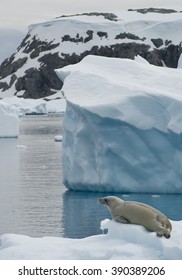 Crab Eater Seal Resting On Ice Floe,cloudy Day, Icebergs In Background, Antarctic Peninsula