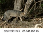 Crab eating fox on floor of jungle in dark in the Pantanal Brazil.