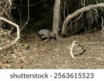 Crab eating fox on floor of jungle in dark in the Pantanal Brazil.