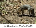 Crab eating fox on floor of jungle in dark in the Pantanal Brazil.