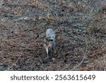 Crab eating fox walks across yard in the Pantanal Brazil.