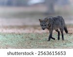 Crab eating fox walks across yard in the Pantanal Brazil.