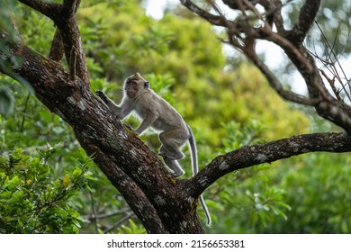 Crab eating macaque is climbing on the tree. Macaque on Mauritius island. Exotic wildlife.  - Powered by Shutterstock