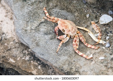 Crab Exoskeleton Remains On Coastal Rock On St. Croix In The US Virgin Islands