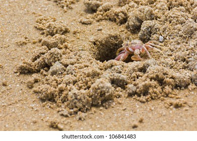 crab with extended eyestalk on the beach