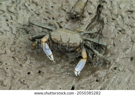 A crab feeding on the mud flat