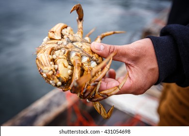 Crab in fisherman's hand