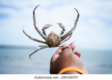 Crab in fisherman's hand. Hand holding crab. Hand holding fresh sea crab. - Shutterstock ID 1007630797