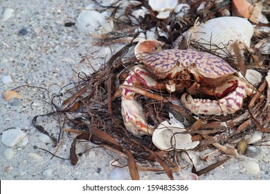 Crab In Flotsam On Tarpon Beach, Sanibel Island, Florida