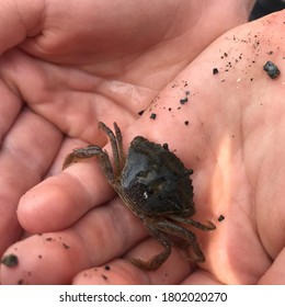 Crab Found In A Rock Pool At The Beach