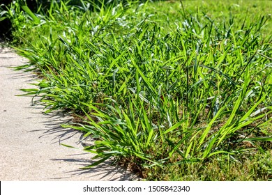 Crab Grass Weed In The Lawn