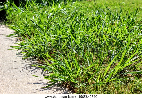 Crab Grass Weed Lawn Arkivfoto Rediger Na 1505842340