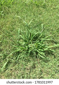 Crab Grass Weeds In Yard