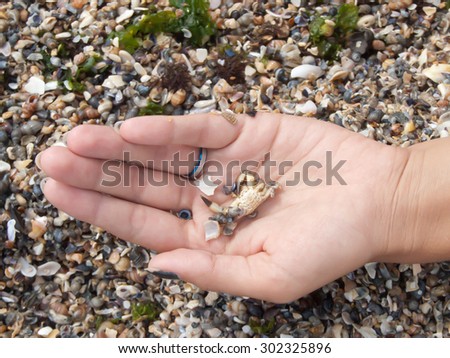 crab in a hand