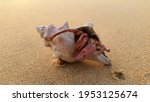 A crab has crawled in to a dead  shell fish, either for protection or habitat. Both were dead at the moment. It is a rare scene to observe. This was captured on a beach in Kalpitiya area in Sri Lanka