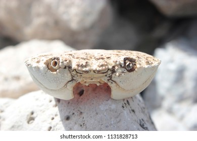 Crab head  shell front view