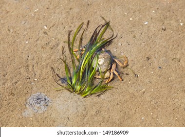 Crab Hidden In The Sea Grass