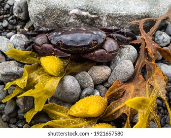 Crab hiding among rocks and seaweed