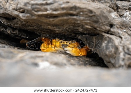 Crab hiding under a rock, Kangaroo Island, South Australia