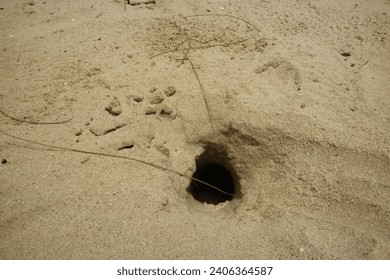 A crab hole found in Manggar Beach