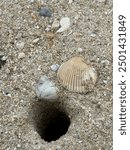 A crab hole and the sea shell on the beach