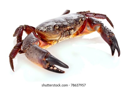 Crab Isolated On White