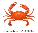 Crab isolated on white background. Fresh seafood. Serrated mud crab.
