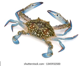 Crab Isolated on white background
