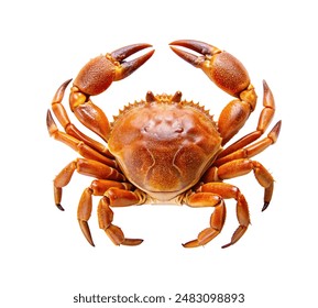 a crab isolated on white background. The crab features a distinctive shell with spot and line patterns, two large front claws, and multiple smaller legs. This detailed view of the crab’s anatomy