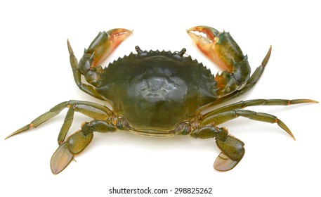 Crab Isolated On White Background Stock Photo 298825262 | Shutterstock