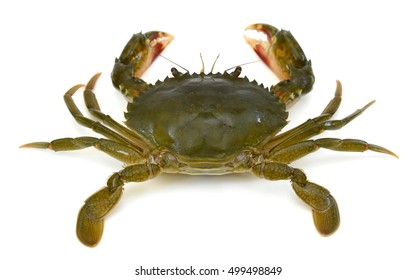 Crab Isolated On White Background Stock Photo 499498849 | Shutterstock