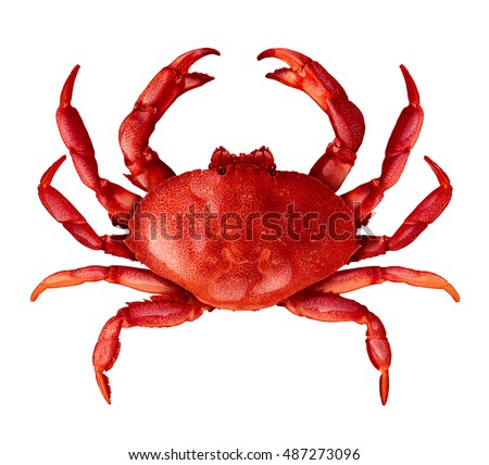 Crab isolated on a white background as fresh seafood or shellfish food concept as a complete red shell crustacean in an overhead view isolated on a white background.