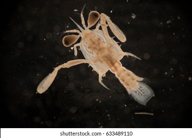 Crustacean larva Images, Stock Photos & Vectors | Shutterstock