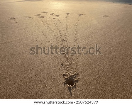 Crab making patterns in the beach sand.