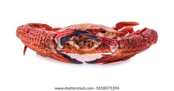 Crab Muscles On White Background Stock Photo 1818073394 | Shutterstock